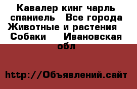 Кавалер кинг чарль спаниель - Все города Животные и растения » Собаки   . Ивановская обл.